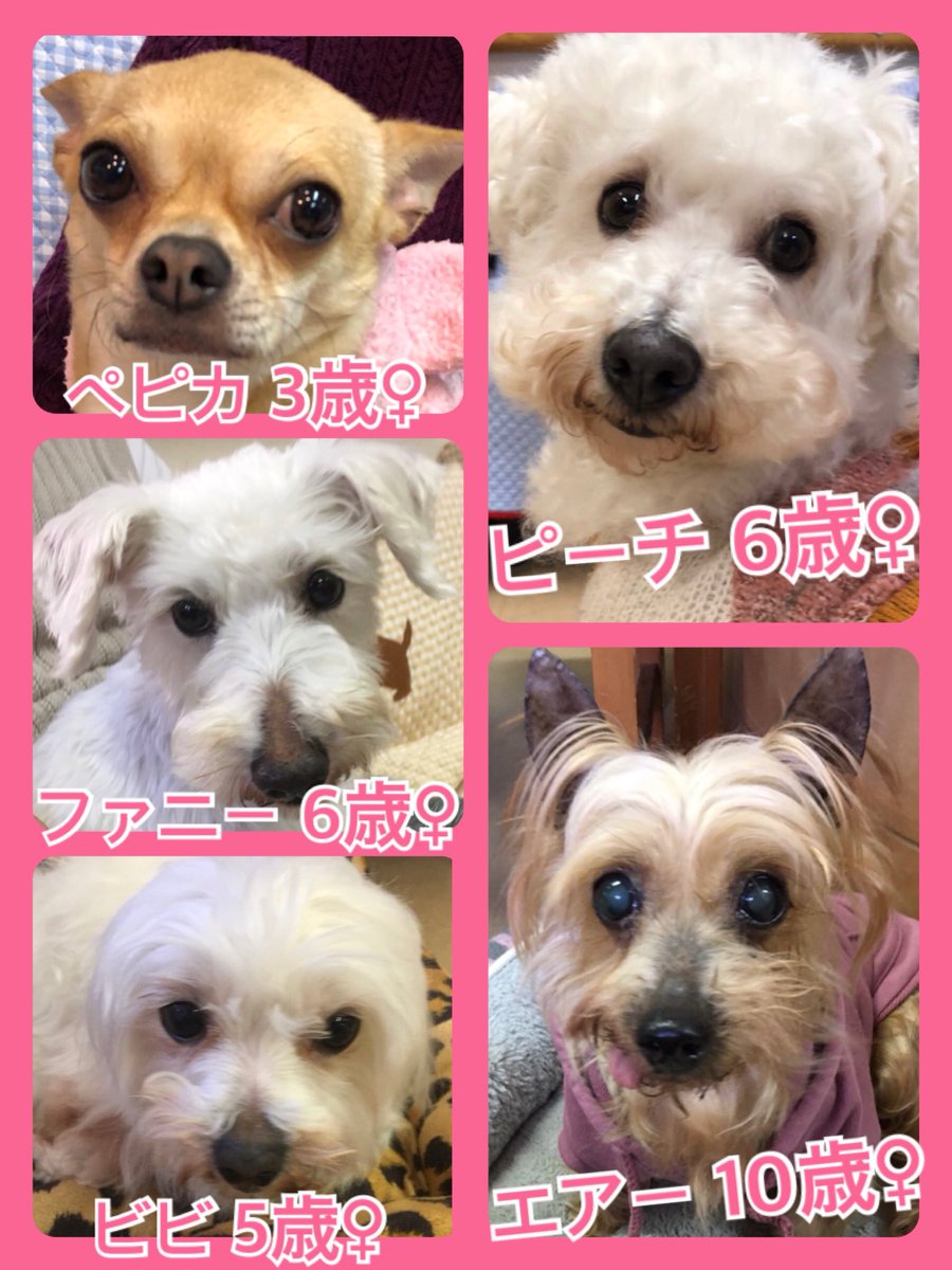 🐾今日の里親様募集中ワンコ🐶メンバーです🐾2020,3,24